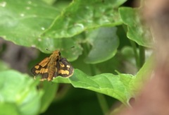 Taractrocera luzonensis