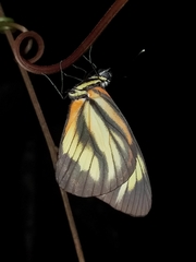 Cunizza hirlanda