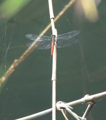 Onychothemis abnormis