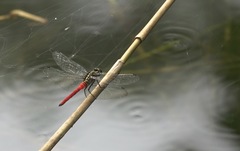 Onychothemis abnormis