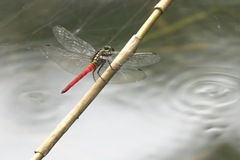 Onychothemis abnormis