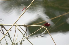 Onychothemis abnormis