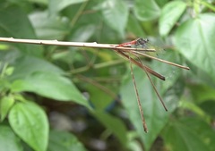 Onychothemis abnormis