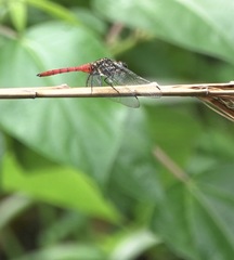 Onychothemis abnormis