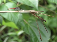 Onychothemis abnormis