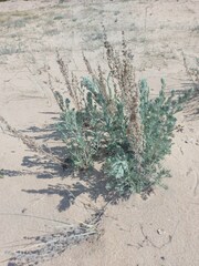 Artemisia ledebouriana
