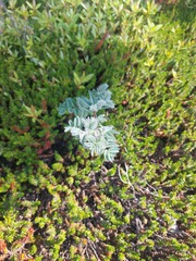 Astragalus sericeocanus