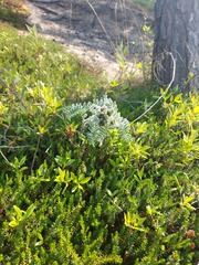 Astragalus sericeocanus