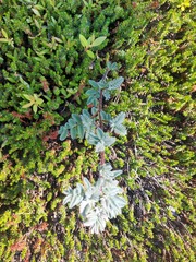 Astragalus sericeocanus