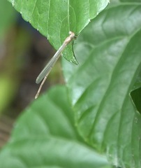 Pseudagrion pilidorsum