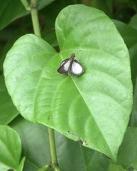 Aeromachus plumbeola