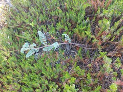Astragalus sericeocanus