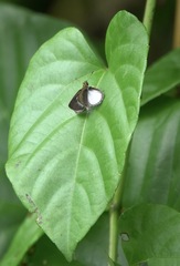 Aeromachus plumbeola