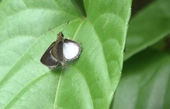 Aeromachus plumbeola