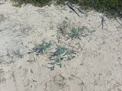 Astragalus sericeocanus