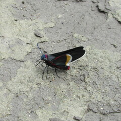 Mysoria barcastus