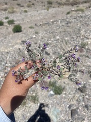 Phacelia gymnoclada