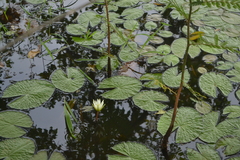 Nymphaea ampla