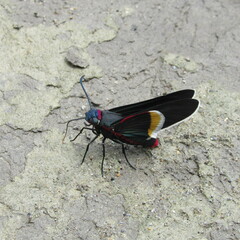 Mysoria barcastus