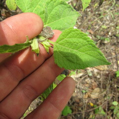 Angiospermae