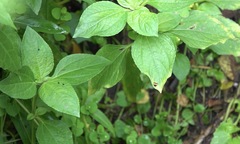 Choreutis xanthogramma