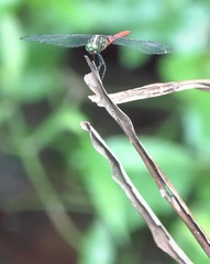 Onychothemis abnormis
