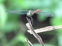 Onychothemis abnormis