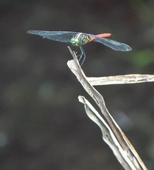 Onychothemis abnormis