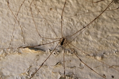 Leuronychus pacificus