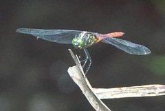 Onychothemis abnormis