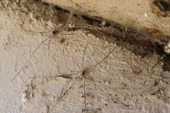 Leuronychus pacificus