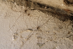 Leuronychus pacificus