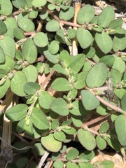 Euphorbia prostrata