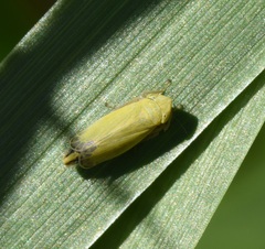 Diplocolenus