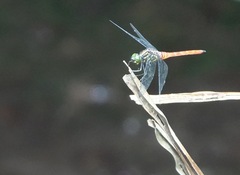 Onychothemis abnormis