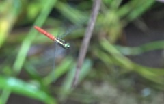Onychothemis abnormis