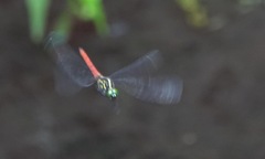 Onychothemis abnormis