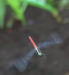 Onychothemis abnormis