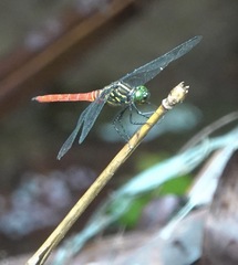 Onychothemis abnormis