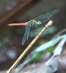 Onychothemis abnormis