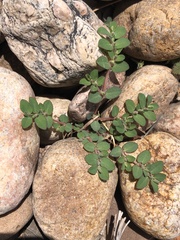 Euphorbia prostrata