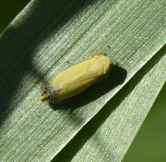 Diplocolenus