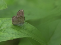 Zizeeria karsandra