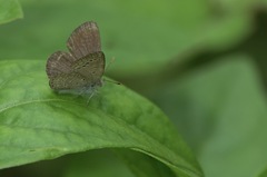 Zizeeria karsandra