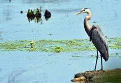 Ardea herodias