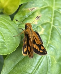 Taractrocera luzonensis