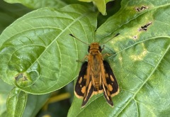 Taractrocera luzonensis
