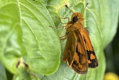 Taractrocera luzonensis