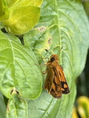 Taractrocera luzonensis