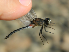 Leucorrhinia proxima